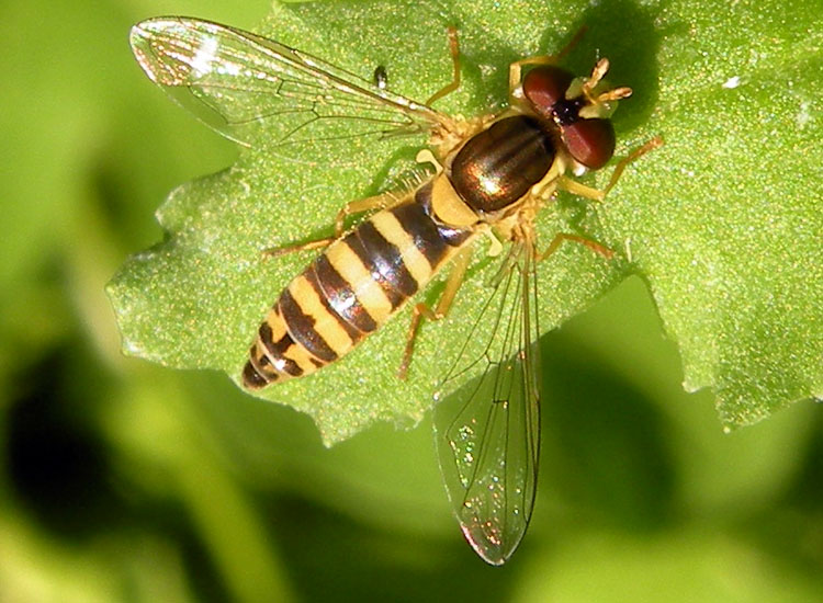 Syrphidae indet